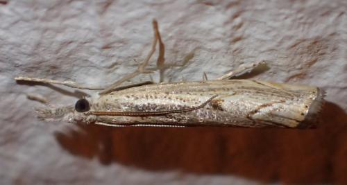 Agriphila geniculea